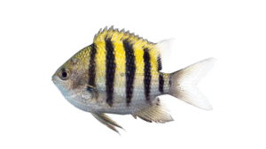 Sergeant Major - Abudefduf saxatilis
