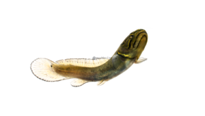Bowfin - Amia calva
