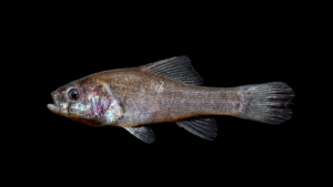 Western Pirate Perch - Aphredoderus gibbous