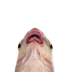 Carpiodes sp. 'Atlantic' Highfin Carpsucker