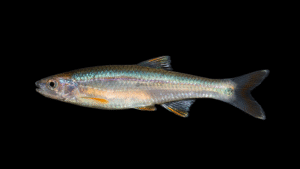 Tricolor Shiner - Cyprinella trichroistia