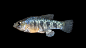 Red River Pupfish - Cyprinodon rubrofluviatilis