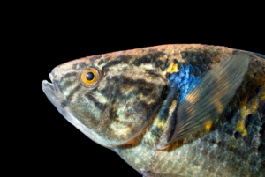 Fat Sleeper - Dormitator maculatus