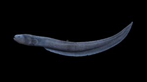 Vari's Electric Eel - Electrophorus varii