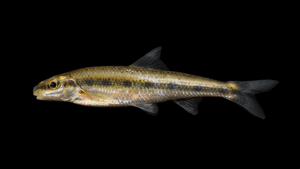 Streamline Chub - Erimystax dissimilis
