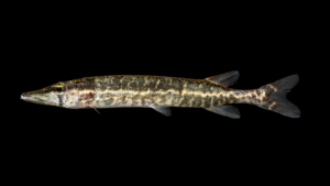 Grass Pickerel - Esox americanus vermiculatus