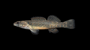Redspot Darter - Etheostoma artesiae