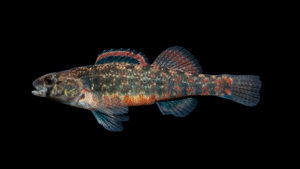 Mud Darter - Etheostoma asprigene