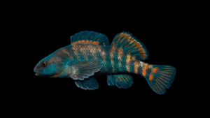 Rainbow Darter - Etheostoma caeruleum