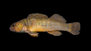 Bluebreast Darter - Etheostoma camurum
