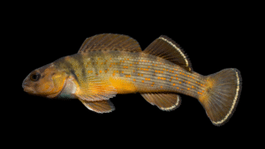 Bluebreast Darter - Etheostoma camurum