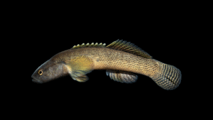 Fantail Darter - Etheostoma flabellare