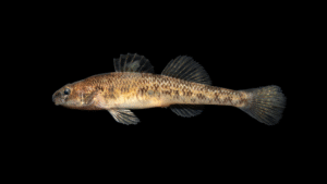 Johnny Darter - Etheostoma nigrum