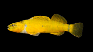 Tippecanoe Darter - Etheostoma tippecanoe