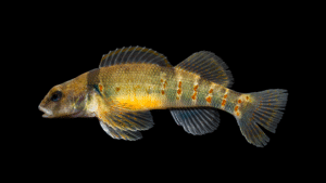 Variegate Darter - Etheostoma variatum