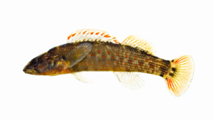Wounded Darter - Etheostoma vulneratum
