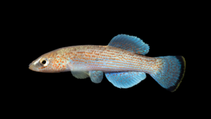Ouachita Studfish - Fundulus caddo