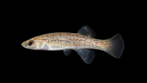 Ouachita Studfish - Fundulus caddo