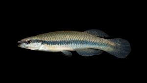 Blackstripe Topminnow - Fundulus notatus