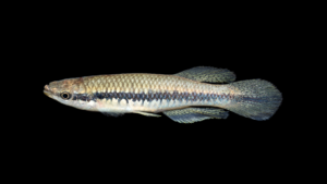 Blackstripe Topminnow - Fundulus notatus
