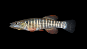 Plains Killifish - Fundulus zebrinus