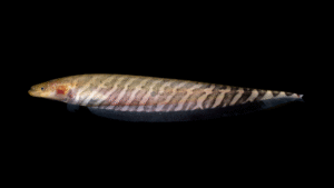 Banded Knifefish - Gymnotus carapo