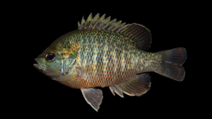 Redspotted Sunfish - Lepomis miniatus