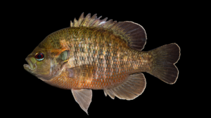 Redspotted Sunfish - Lepomis miniatus