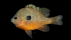 Lepomis sp. "Ouachita"