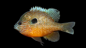 Lepomis sp 'Ouachita'