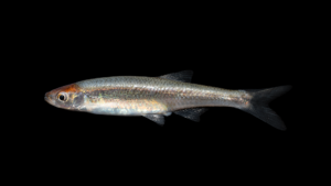Ouachita Mountain Shiner - Lythrurus snelsoni