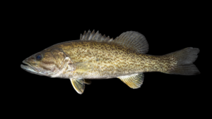 Micropterus cf. dolomieu - 'Little River Bass'