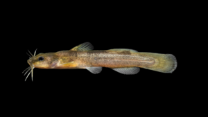 Caddo Madtom - Noturus taylori