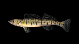 Common Logperch - Percina caprodes