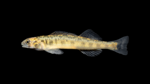 Channel darter - Percina copelandi