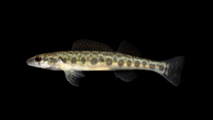 Leopard Darter - Percina pantherina