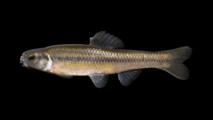 Fathead Minnow - Pimephales promelas
