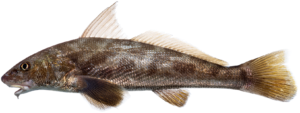 Southern Kingfish