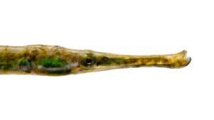 Dusky Pipefish - Syngnathus - floridae