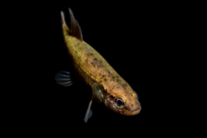 Eastern Mudminnow - Umbra pygmaea
