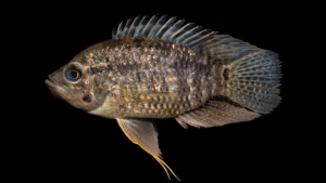 Acaronia nassa