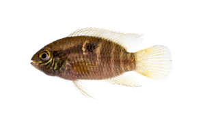 Aequidens diadema