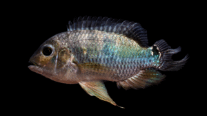 Aequidens tetramerus