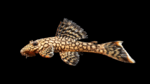 Ancistrus sp. `WABENMUSTER`