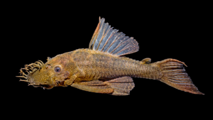 Ancistrus temminckii