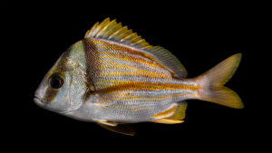 Porkfish - Anisotremus virginicus