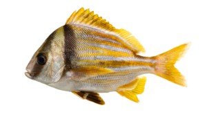 Porkfish - Anisotremus virginicus