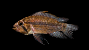 Apistogramma atahualpa