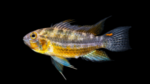 Apistogramma cacatuoides