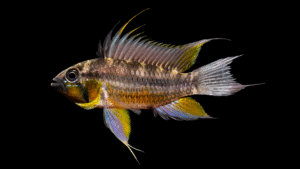 Apistogramma cacatuoides